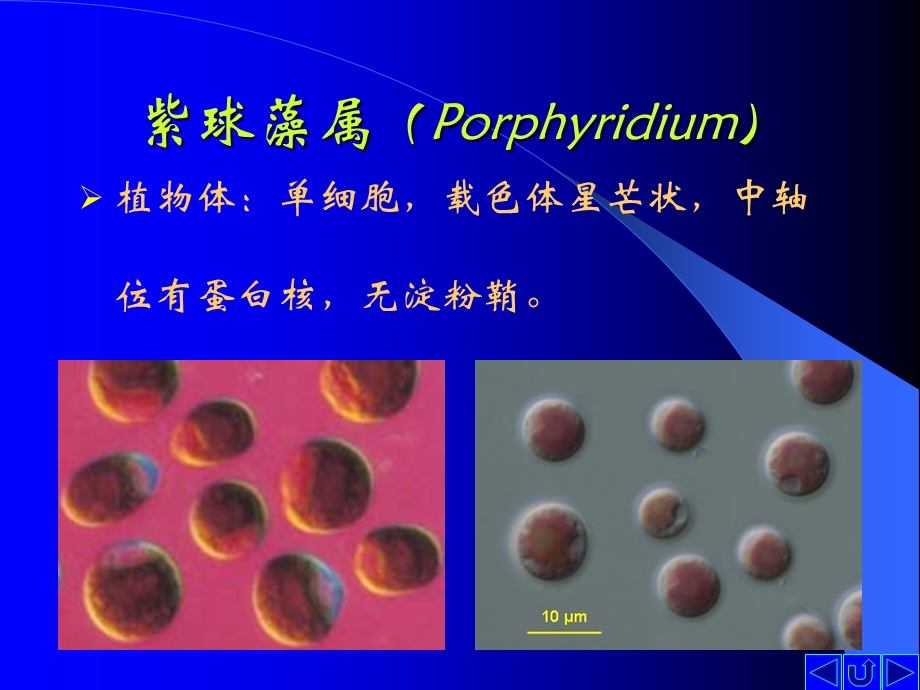 【教学课件】第九节红藻门(Rhodophyta).ppt_第3页