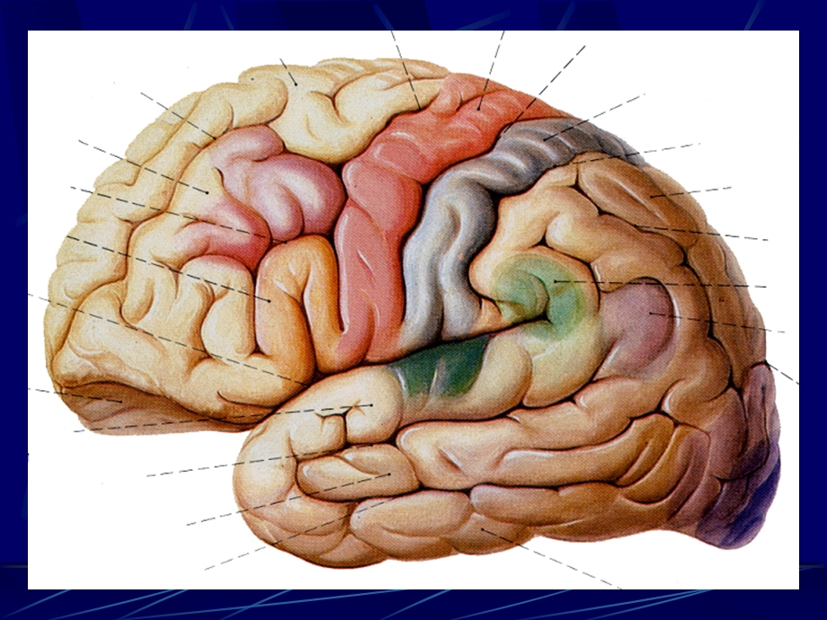 头部连续冠状断层解剖及MRI.ppt_第2页