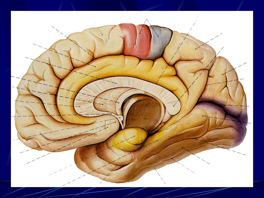 头部连续冠状断层解剖及MRI.ppt_第3页