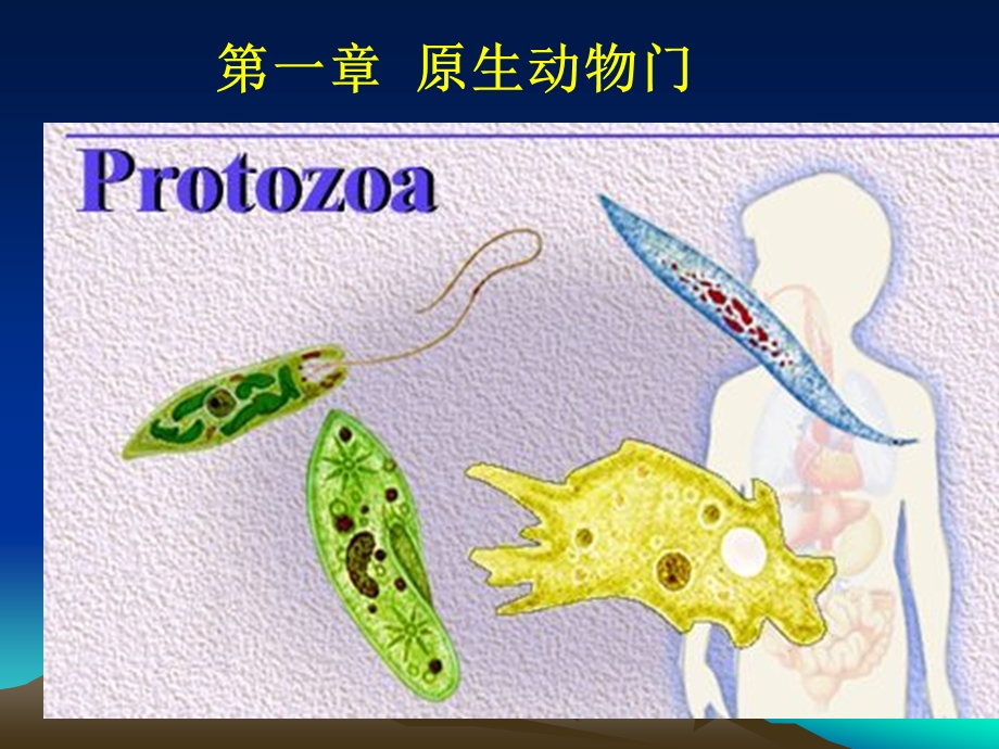 第一章原生动物门Protozoa原生动物门的主要.ppt_第1页