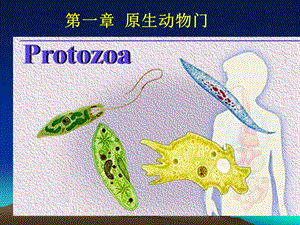 第一章原生动物门Protozoa原生动物门的主要.ppt