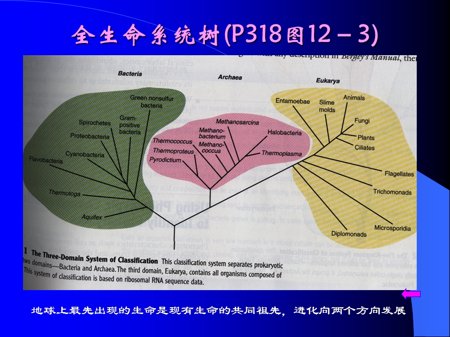 【教学课件】第三章微生物的分类.ppt_第3页