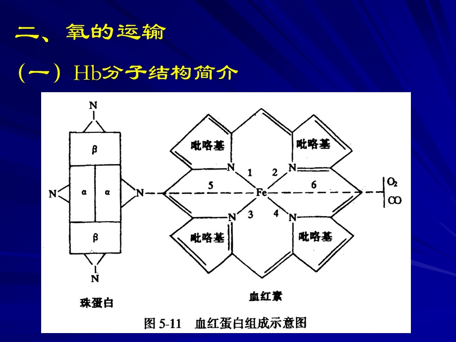 【教学课件】第三节气体在血液中的运输.ppt_第2页