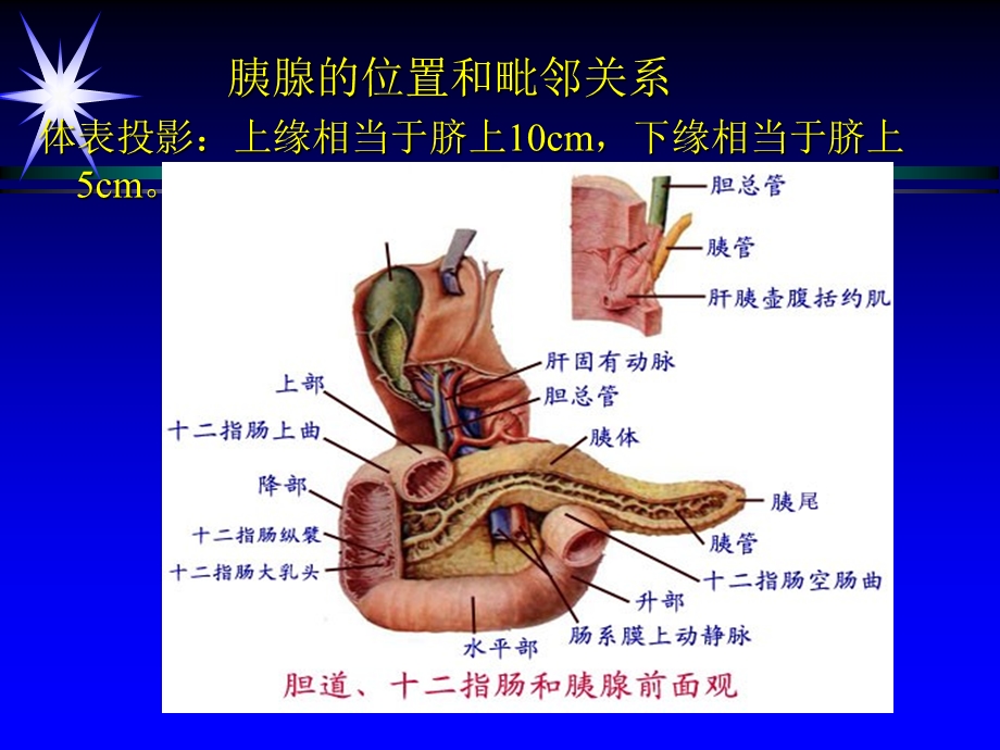 第九章胰腺超声诊断.ppt_第3页