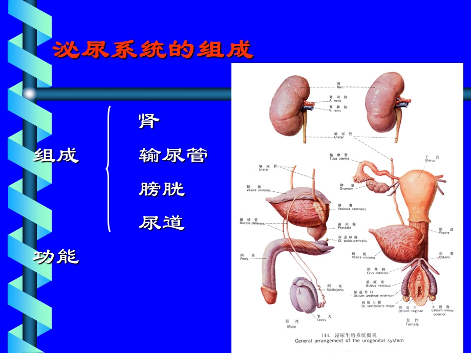 泌尿系、生殖系.ppt_第2页