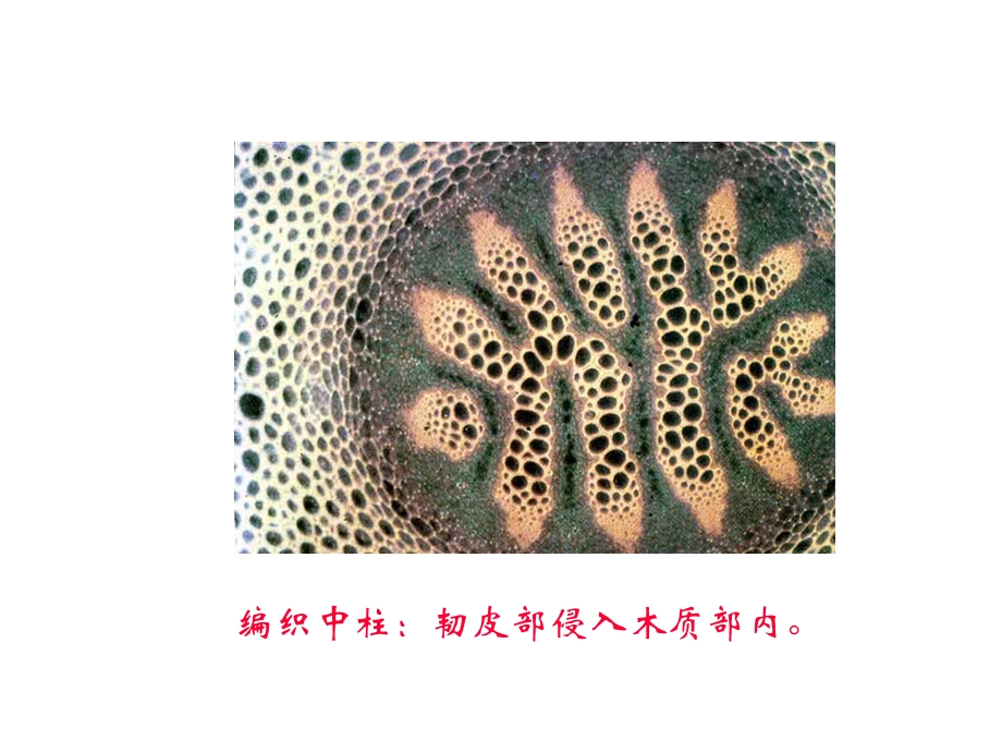 【教学课件】第五章蕨类植物.ppt_第3页