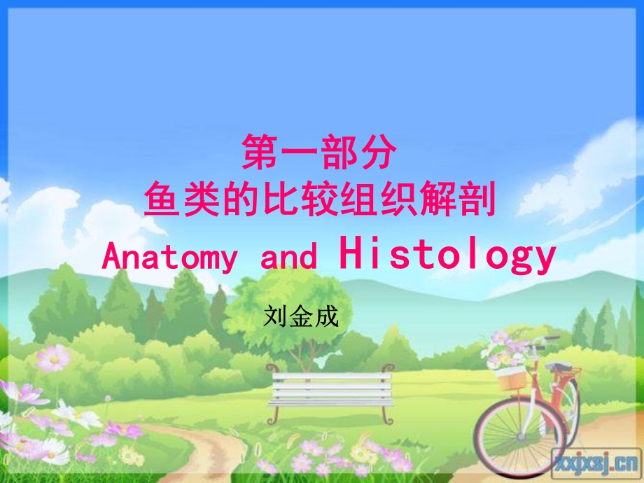 《鱼体的外部分区形》PPT课件.ppt_第1页