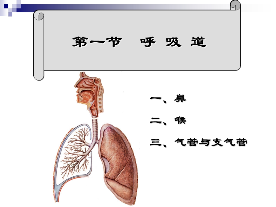 第六章呼吸系统RespiratorySystem.ppt_第3页