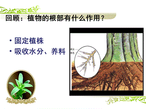 《茎里的运输网》PPT课件.ppt