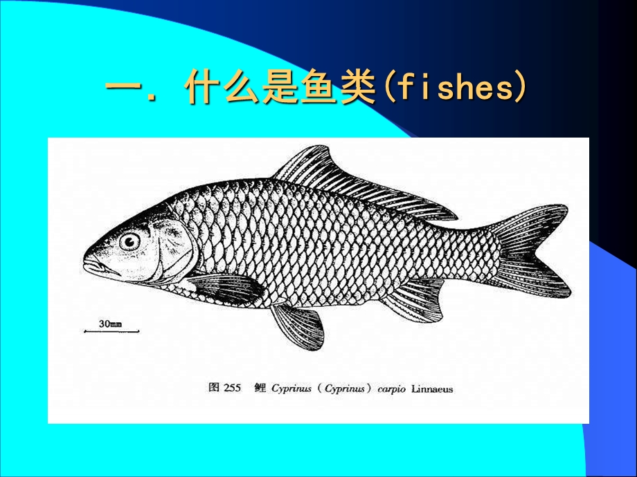 【教学课件】第一章鱼类学绪论.ppt_第2页