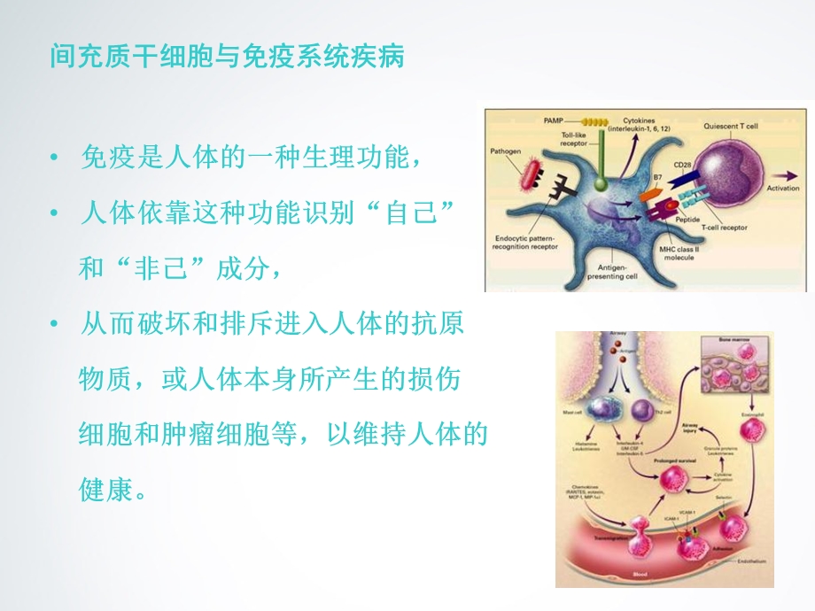 《mscs免疫系统》PPT课件.ppt_第2页