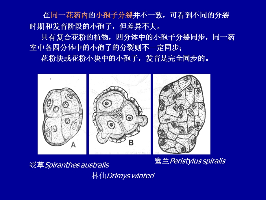 《雄配子体》PPT课件.ppt_第3页