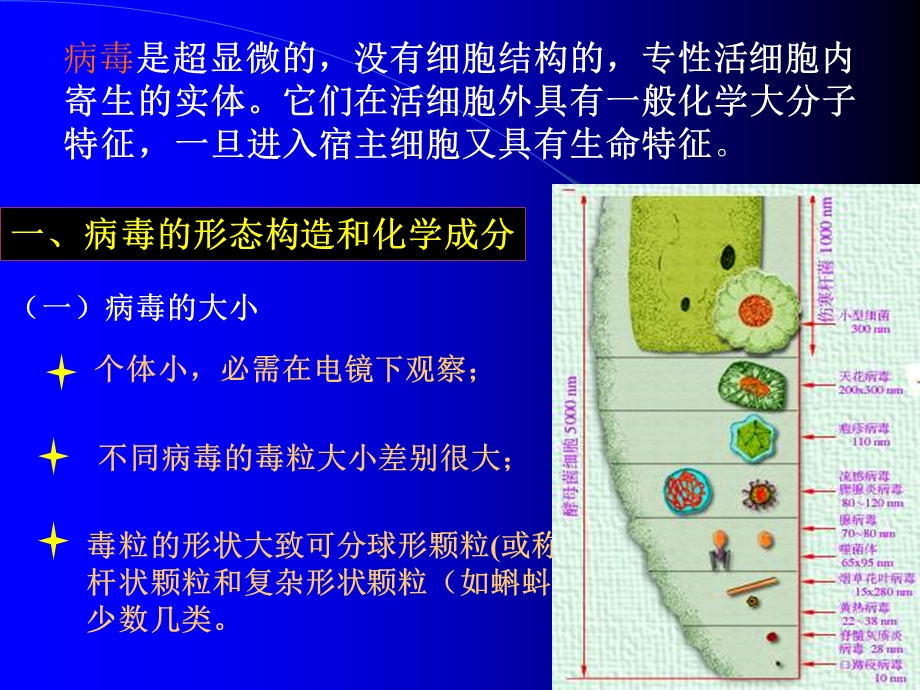 【教学课件】第三章病毒和亚病毒.ppt_第3页