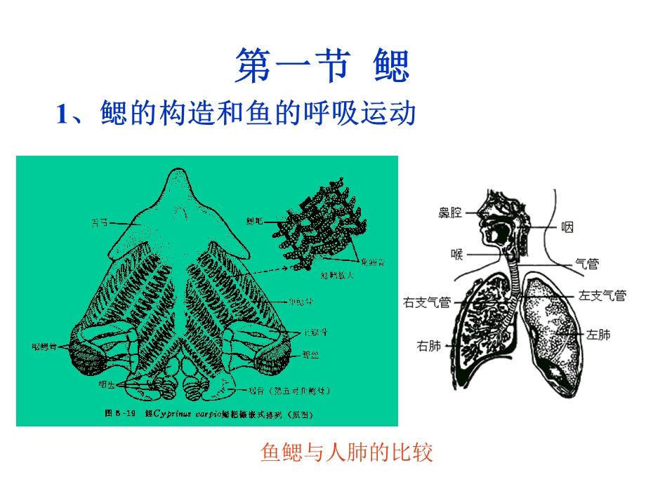 【教学课件】第6章呼吸系统Therespiratorsystem.ppt_第3页