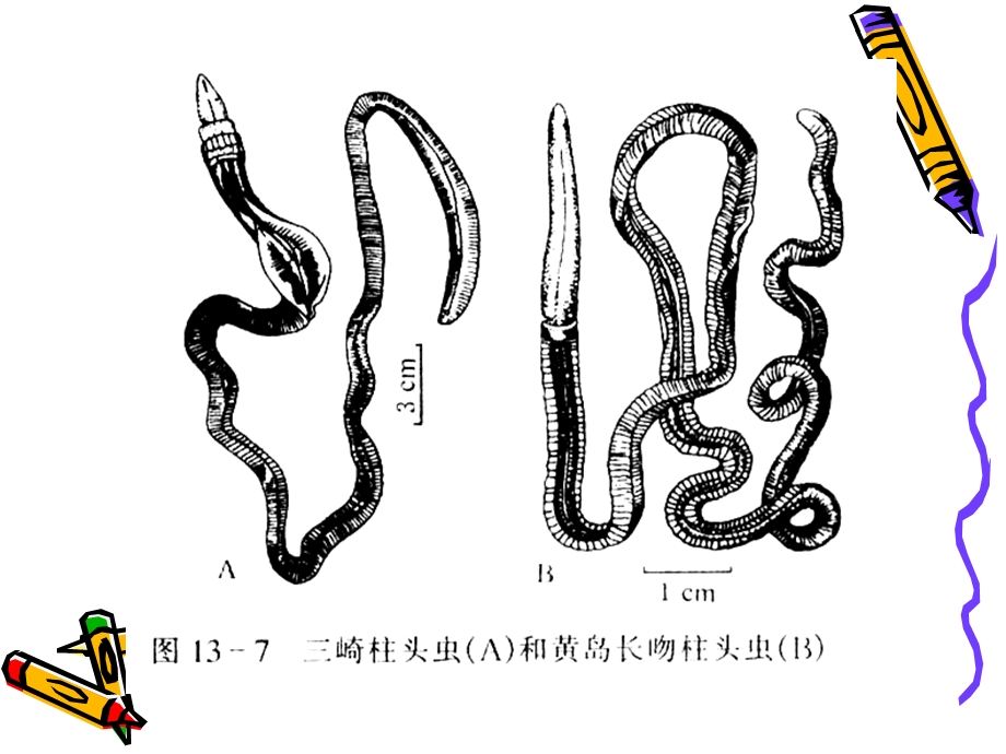 《半索动物》PPT课件.ppt_第2页