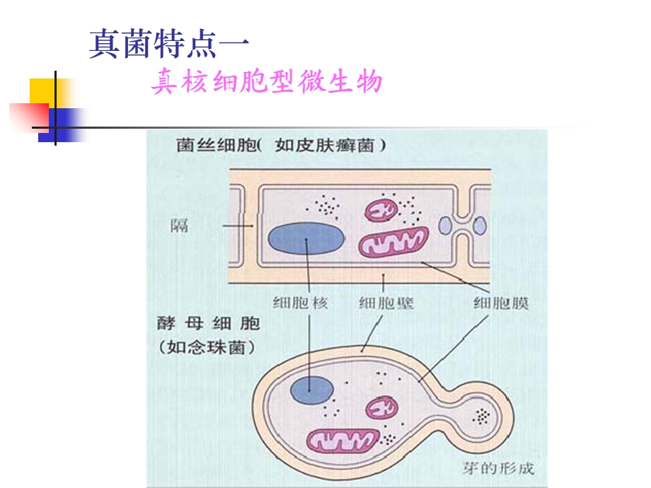 《真菌学张其威》PPT课件.ppt_第2页