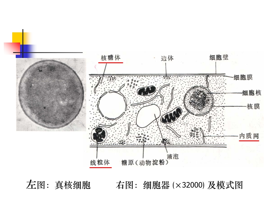 《真菌学张其威》PPT课件.ppt_第3页