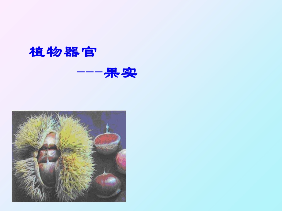 《植物器官果实》PPT课件.ppt_第1页