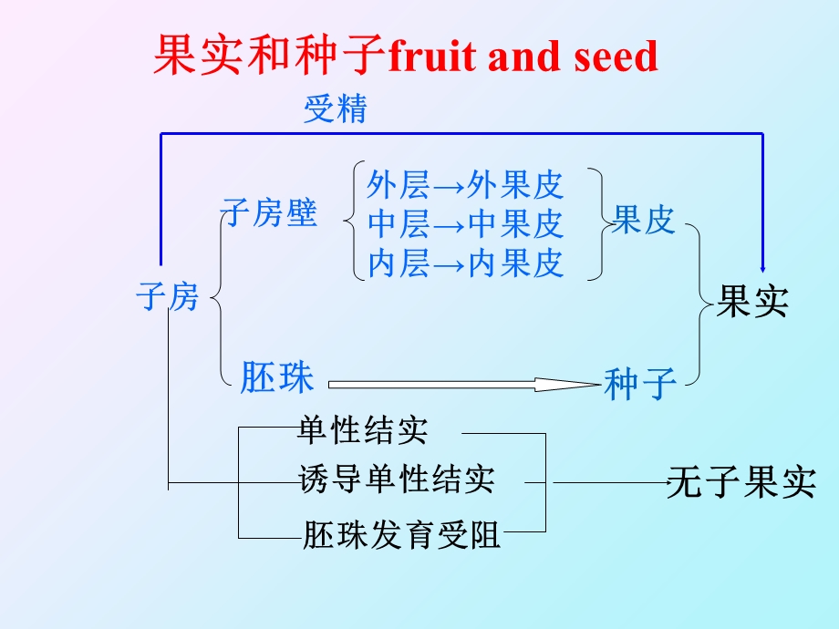 《植物器官果实》PPT课件.ppt_第2页