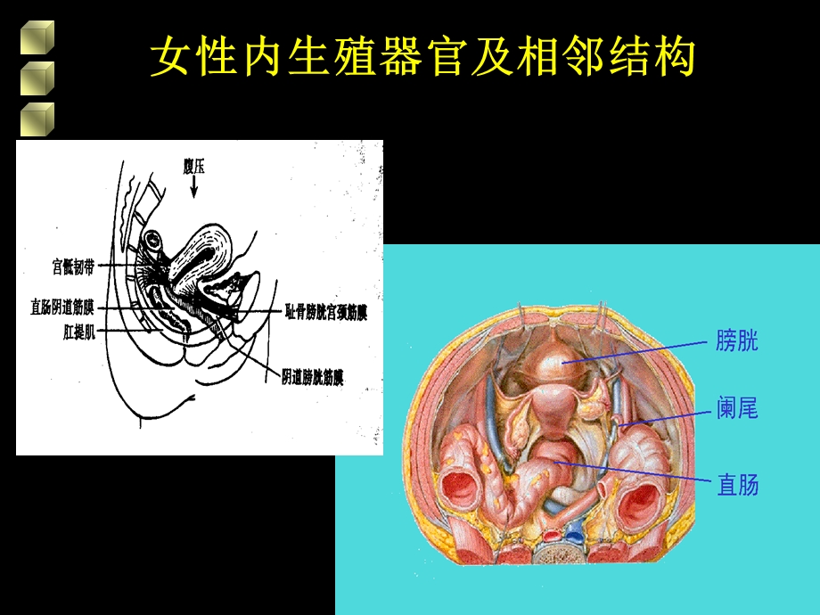 女性生殖道损伤性疾病.ppt_第2页