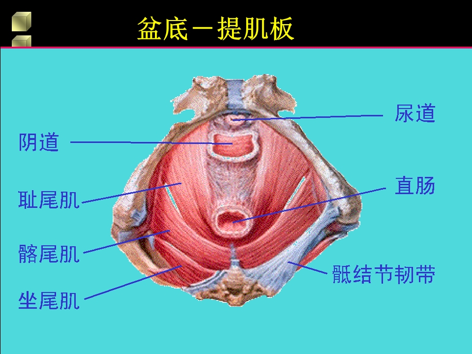 女性生殖道损伤性疾病.ppt_第3页