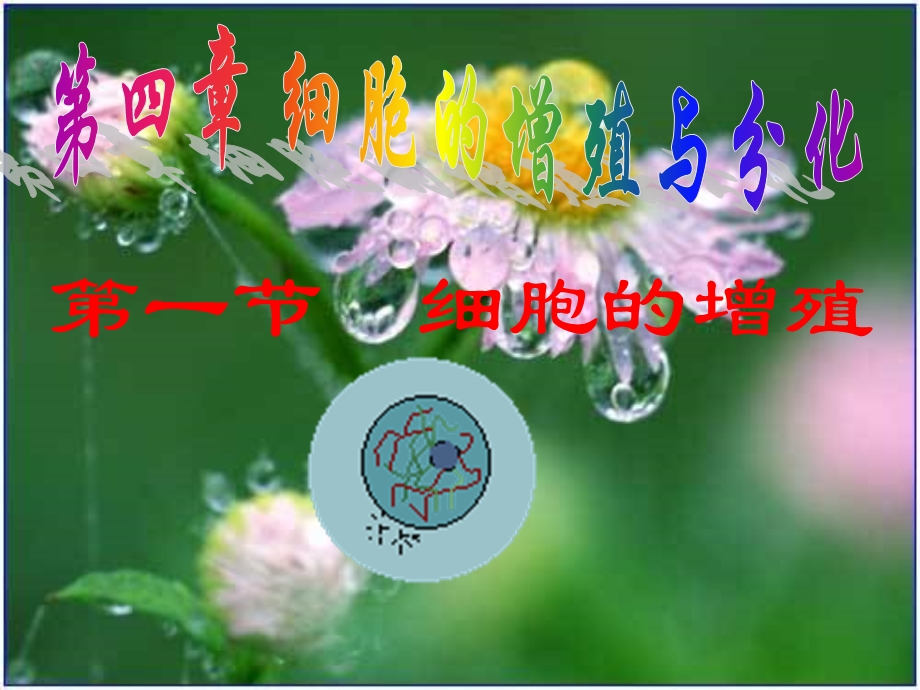 第一节细胞的增殖.ppt_第1页