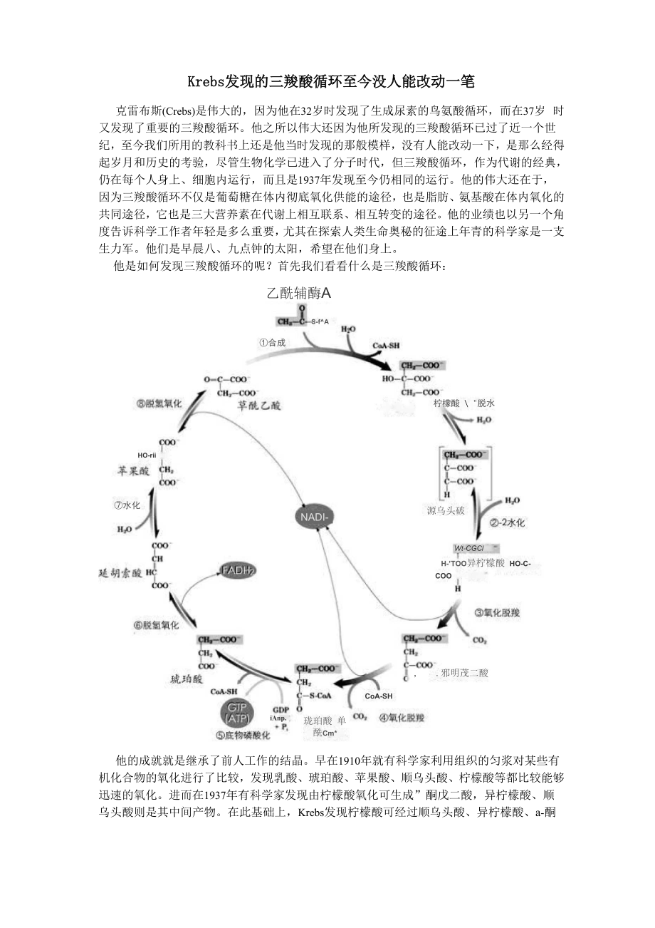 Krebs发现的三羧酸循环至今没人能改动一笔.docx_第1页