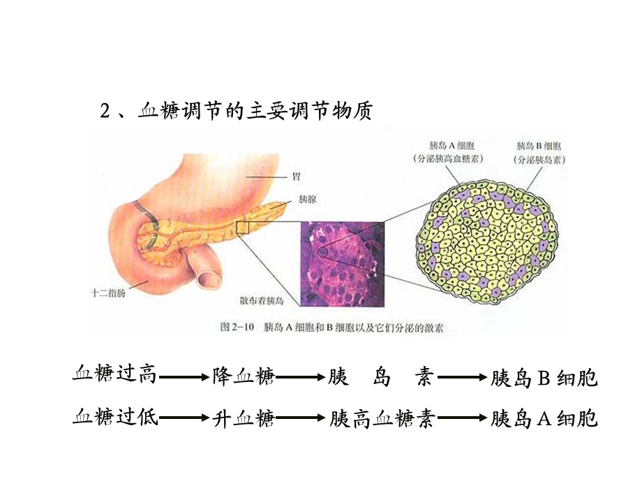 第节通过激素的调节二.ppt_第3页