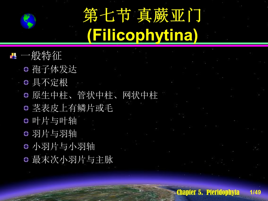 《真蕨亚门》PPT课件.ppt_第1页