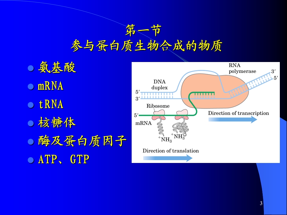 【教学课件】第十四章蛋白质的生物合成-翻译(translation).ppt_第3页