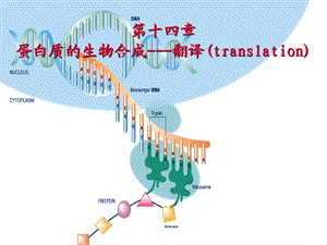 【教学课件】第十四章蛋白质的生物合成-翻译(translation).ppt