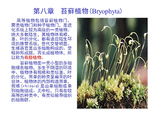 【教学课件】第八章苔藓植物(Bryophyta).ppt