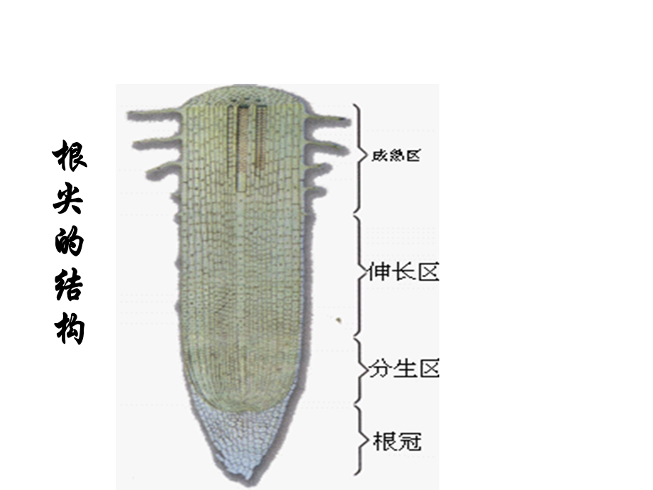 【教学课件】第二节水分进入植物体内的途径.ppt_第3页