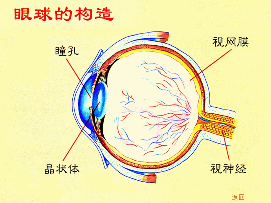 近视眼的形成和预防.ppt_第3页