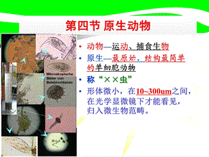 【教学课件】第四节原生动物.ppt