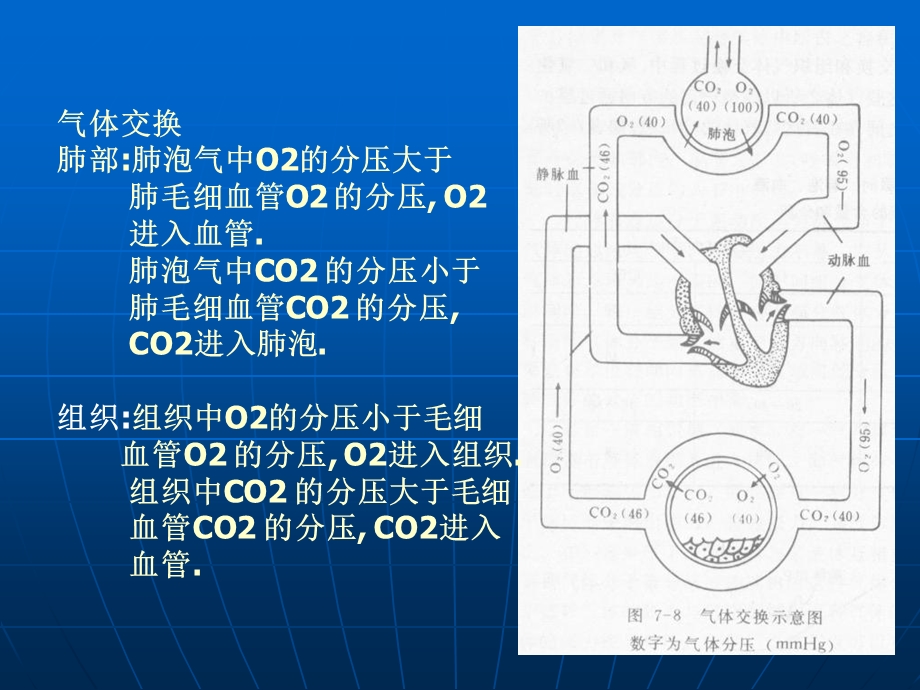 《肺换气和气体运输》PPT课件.ppt_第3页