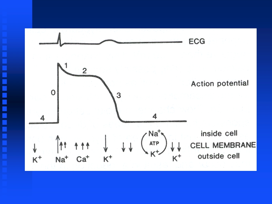 CLINICAL PHARMACOLOGY OF ANTIARRHYTHMIC.ppt_第3页