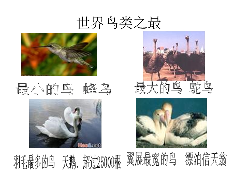 《转专题鸟》PPT课件.ppt_第3页