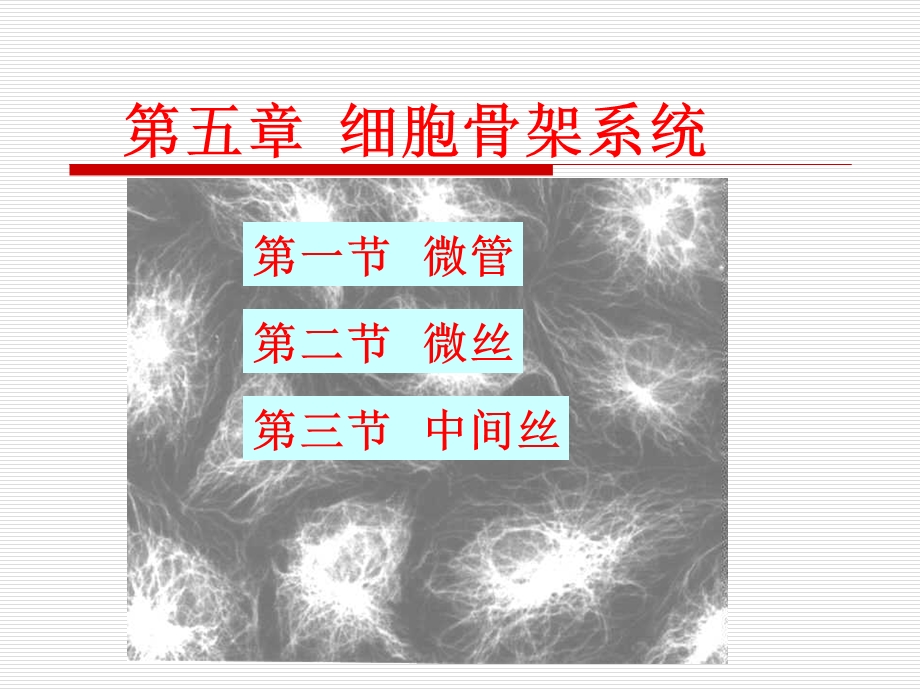 cellB5 细胞骨架.ppt_第1页