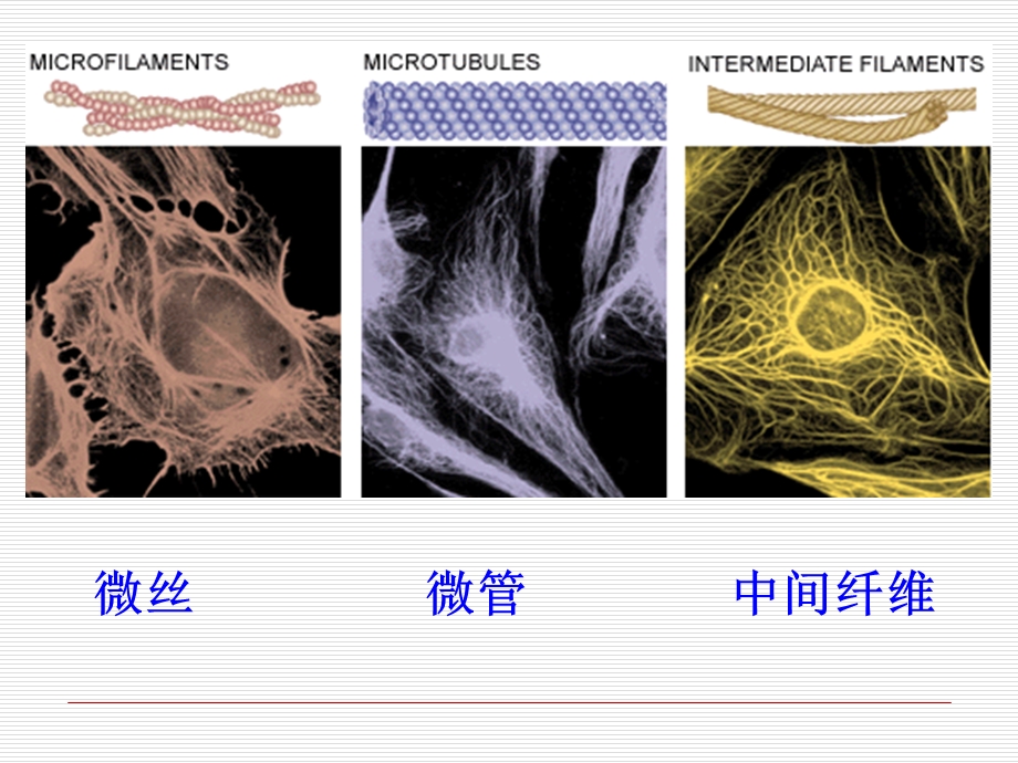 cellB5 细胞骨架.ppt_第3页