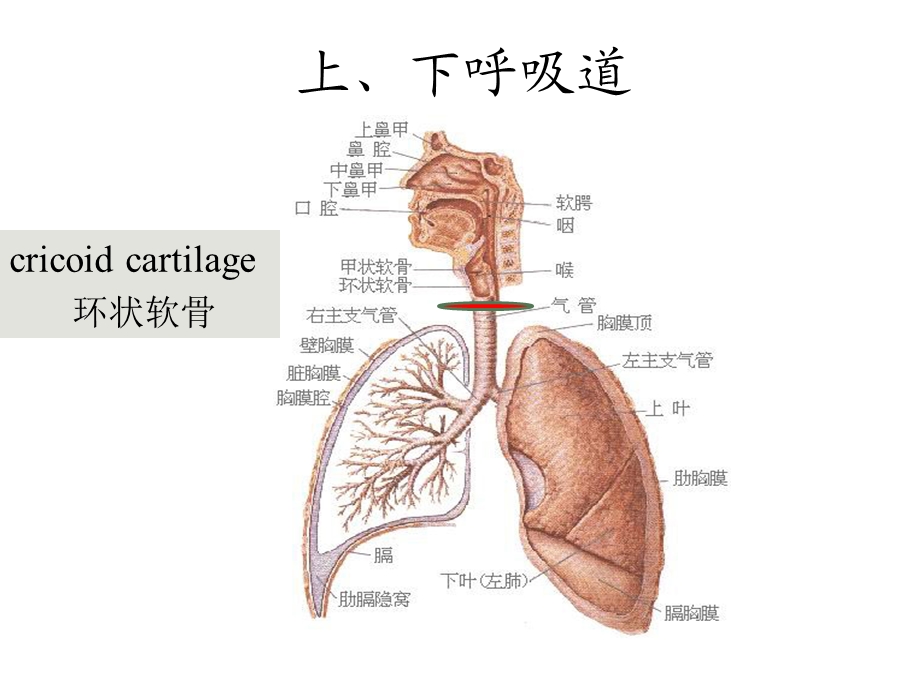 七年制呼吸系统.ppt_第3页