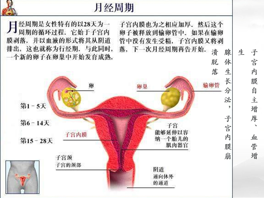 临床医学概论痛经.ppt_第3页