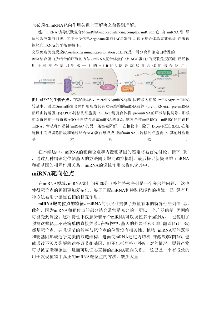 miRNA综述文献翻译.docx_第2页