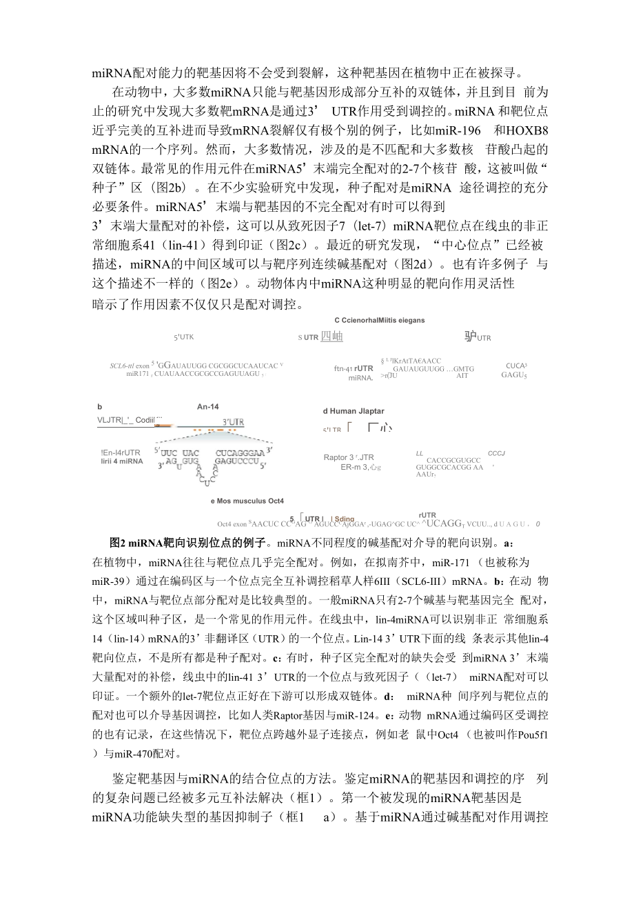 miRNA综述文献翻译.docx_第3页