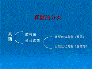 《真菌感染小结》PPT课件.ppt