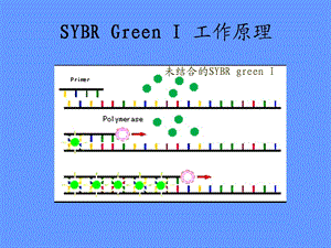 荧光定量PCR技术4ppt课件.ppt