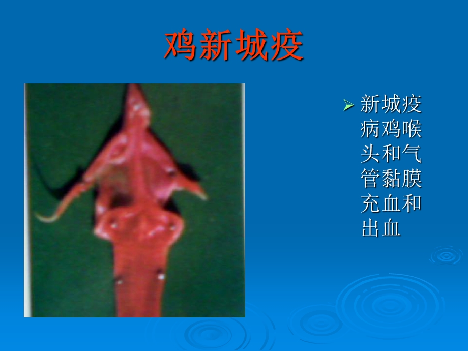 《鸡病图片解说》PPT课件.ppt_第2页