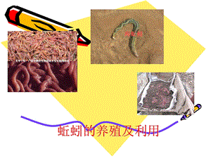 《蚯蚓的养殖及利用》PPT课件.ppt