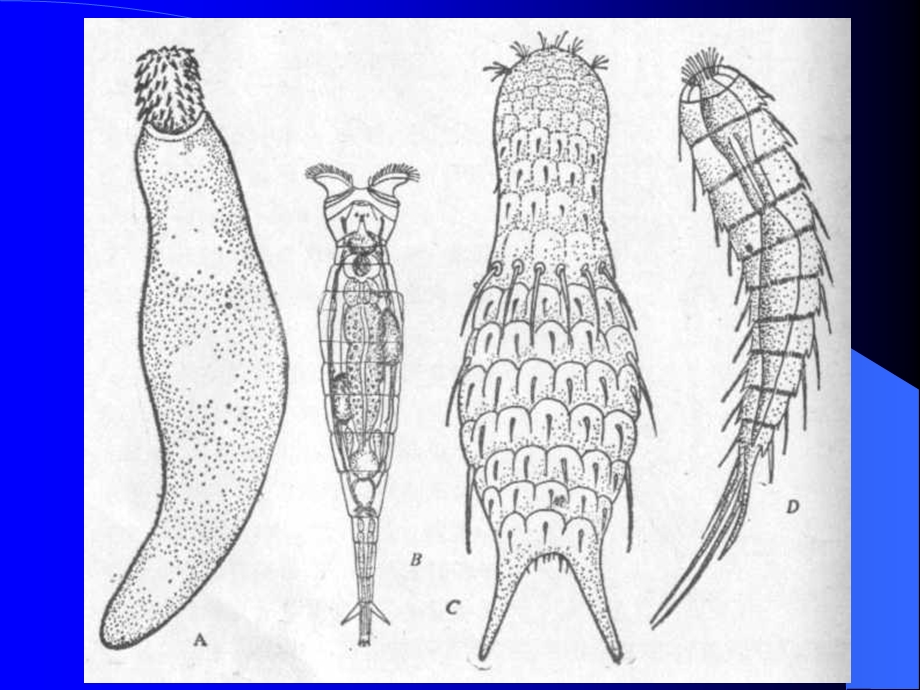 第五章原腔动物门Protocoelomata1学时.ppt_第2页