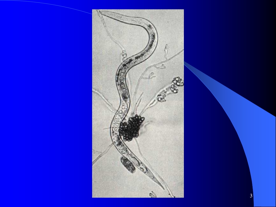 第五章原腔动物门Protocoelomata1学时.ppt_第3页